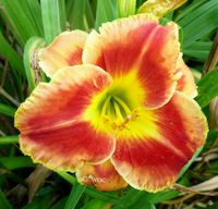 Hemerocallis Taglilie " Fire and Fog" strahlend rot Jasinski 2002 Köln - Merkenich Vorschau