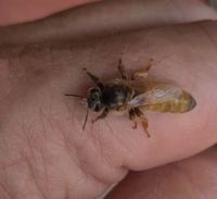 Buckfast F1 Linie B125 Bienen Königin nicht Carnica Hessen - Hessisch Lichtenau Vorschau