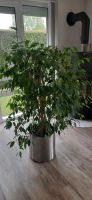 Ficus mit Pflanzkübel Silber Niedersachsen - Jever Vorschau