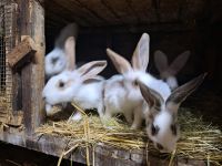 Kaninchen/Hasen Thüringen - Riethgen Vorschau