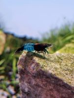 Neocaridina Carbon Rili Rheinland-Pfalz - Koblenz Vorschau