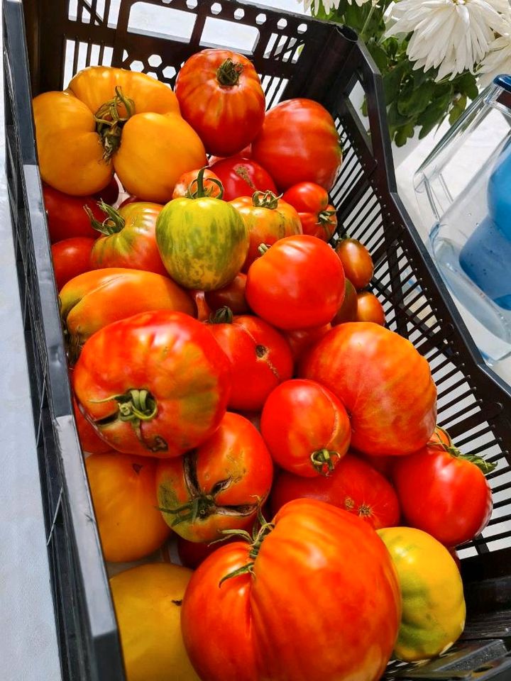 Tomaten Setzlinge Jungpflanzen BIO-Qualitäten in Holzgerlingen