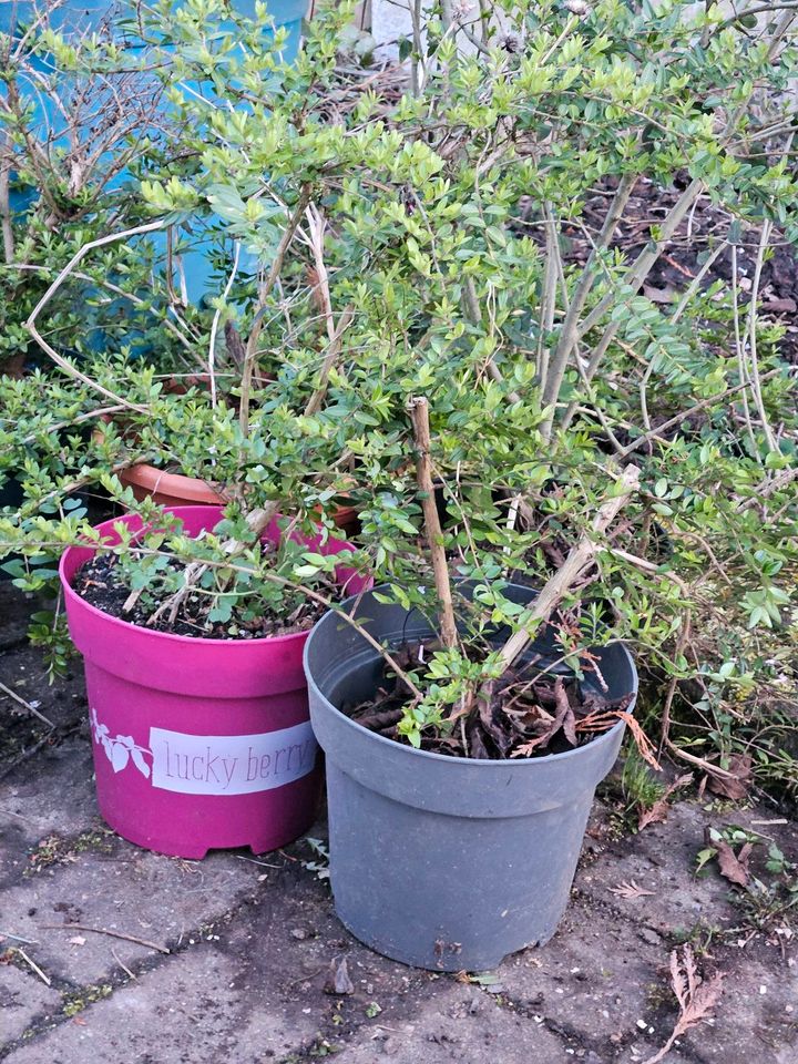 Lonicera Heckenpflanze im Topf in Besigheim