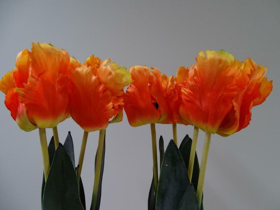 FRANZÖSISCHE TULPEN - ORANGE in Wiesbaden