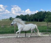 Suche Reitbeteiligung für zwei Kleinpferde Niedersachsen - Lilienthal Vorschau