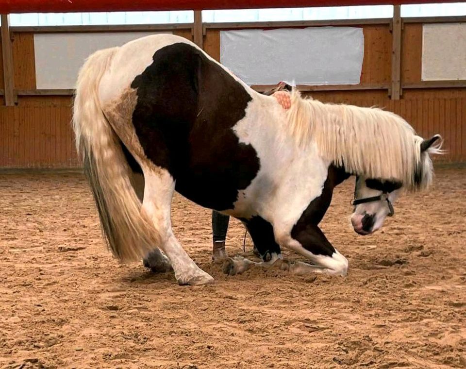 Natural Horsemanship Bodenarbeit Liberty in Gotha