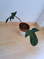 Philodendron Florida Green Pflanze München - Untergiesing-Harlaching Vorschau