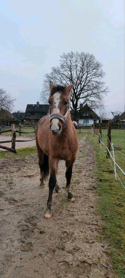 2 1/2 Jähriger PRE-Mix-Wallach sucht... in Siek