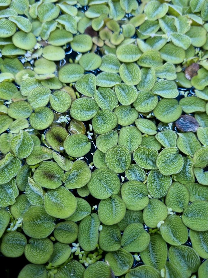 Büschelfarn Schwimmpflanze Garnelen AQ in Velbert