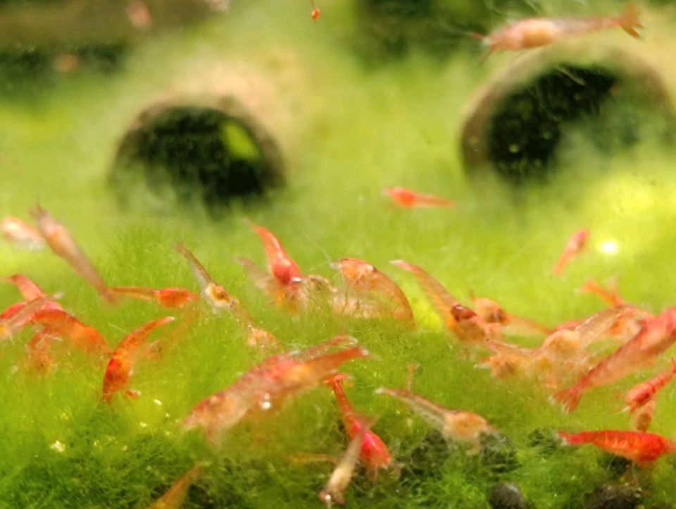 Halocaridina Rubras / Hawaii -Garnelen / Brackwasser in Wartenberg