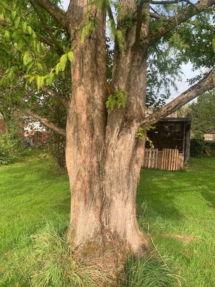 Mammutbaum in Altenkirchen