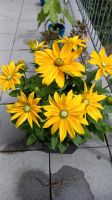 100 Samen Sonnenhut Rudbeckia Hirta - Sunbeckia Nordrhein-Westfalen - Rietberg Vorschau