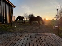 Offenstall Pferd/Pony Rheinland-Pfalz - Kastellaun Vorschau