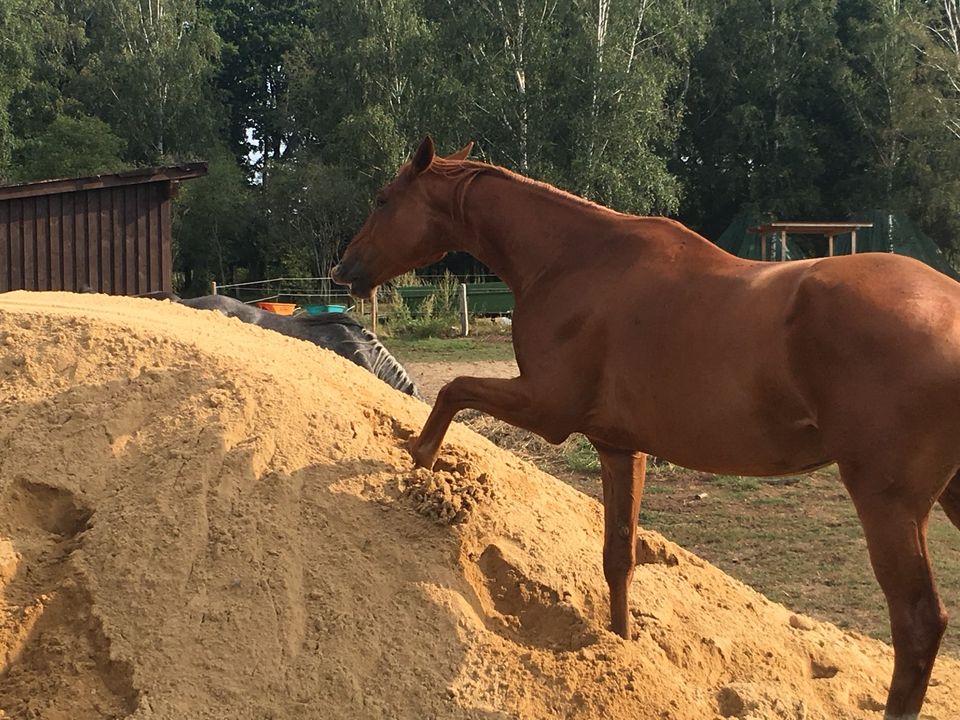 Biete eine reine Pflegebeteiligung und eine  Reitbeteiligung in Wietze