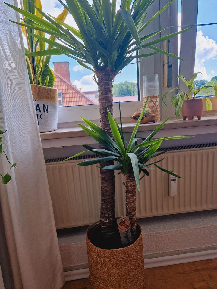 Yucca Palme Zinmerpflanze groß in Mettingen