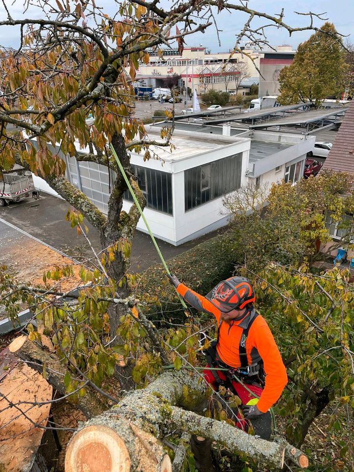 Baumfällungen und Gartenservice in Billigheim-Ingenheim