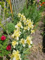 Gelbe Schwertlilie 5 Pflanzen  inkl.Versand Thüringen - Rittersdorf Vorschau