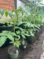 Tomatenpflanzen Niedersachsen - Neustadt am Rübenberge Vorschau