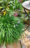 Agapanthus/ Schmucklilie Nordrhein-Westfalen - Nottuln Vorschau