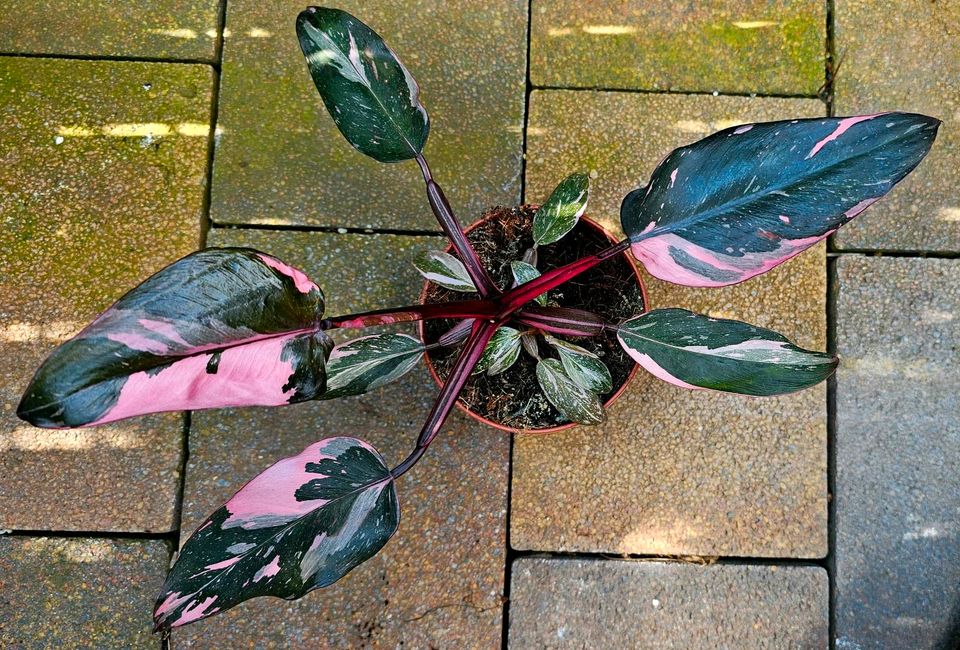 Philodendron Pink Princess - M10R in Obertshausen