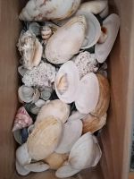 1 kg Muschelschalen für Deko Niedersachsen - Braunschweig Vorschau