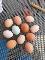 Hühner Eier Bayern - Haundorf Vorschau