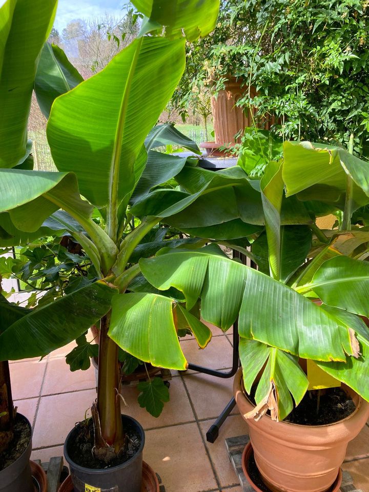 Feige, Papaya, Banane alle sicher Früchte, große Palme in Meckenbeuren