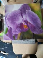 Bild mit Orchideen Saarland - Spiesen-Elversberg Vorschau