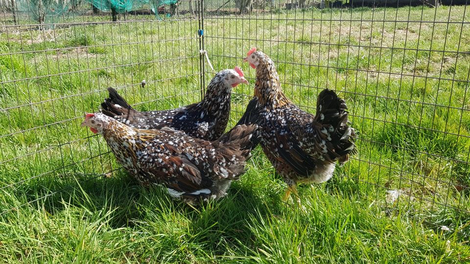 Hühner: Blumenhühner und französische Marans zu verkaufen in Auetal