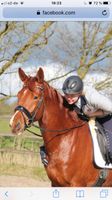 Mobilen Reitunterricht Schleswig-Holstein - Oelixdorf Vorschau