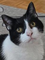 Wundervoller, verschmuster Seniorkater Cielo *Tierschutz* München - Thalk.Obersendl.-Forsten-Fürstenr.-Solln Vorschau