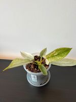 Philodendron Florida Ghost Zimmerpflanze Nordrhein-Westfalen - Waltrop Vorschau