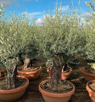 Olea europaea /Olivenbaum Hessen - Mühlheim am Main Vorschau