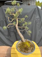 Bonsai Pinus sylvestris Waldkiefer / Yamadori Nordrhein-Westfalen - Bottrop Vorschau