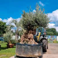 Olea europaea Nr 2008 Über 200cm Stammumfang Nordrhein-Westfalen - Delbrück Vorschau