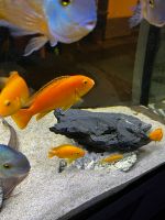 10 Gelbe Labidochromis "Yellow" Barsche Baden-Württemberg - Untergruppenbach Vorschau