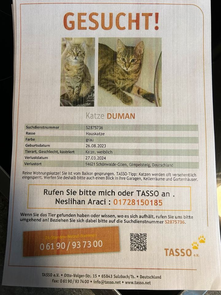 VERMISST WIRD MEINE KATZE in Schönwalde-Glien