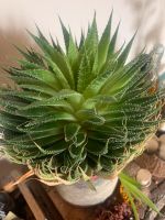 Heilpflanze Aloe Ableger zu verkaufen Bayern - Eichendorf Vorschau