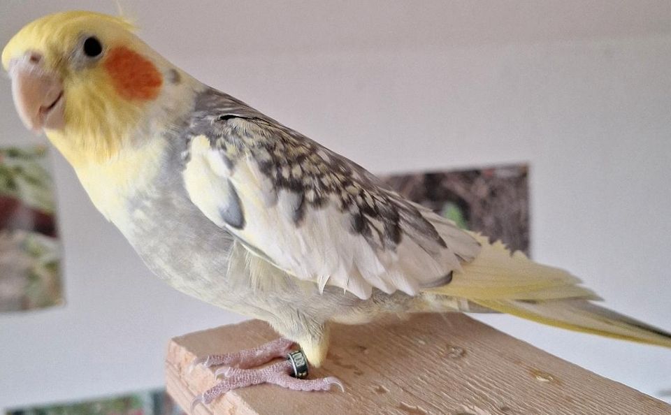 Zahmes Nymphensittich Pärchen mit Voliere + Zubehör in Rietberg