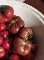Tomate Jungpflanzen Leipzig - Knautkleeberg-Knauthain Vorschau
