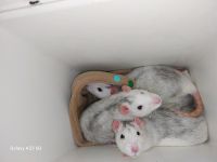 Ratten abzugeben Roßleben-Wiehe - Roßleben Vorschau