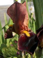 Schwertlilie Iris "Louvois" dunkel braun / kupfer Nordrhein-Westfalen - Willich Vorschau