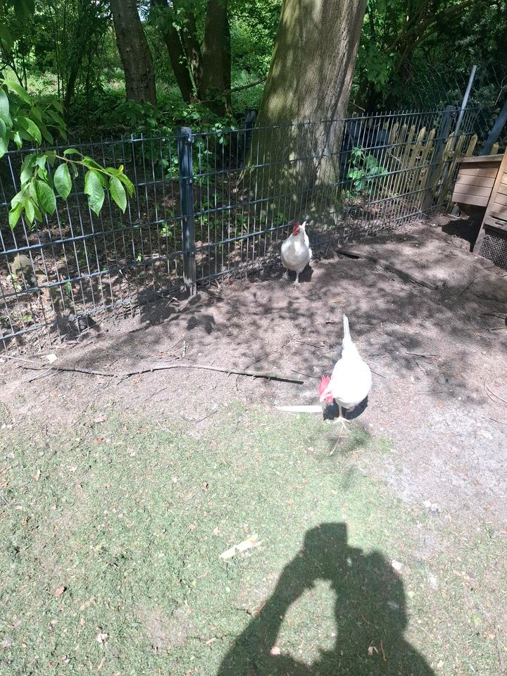 2 weiße Hennen in Rieste