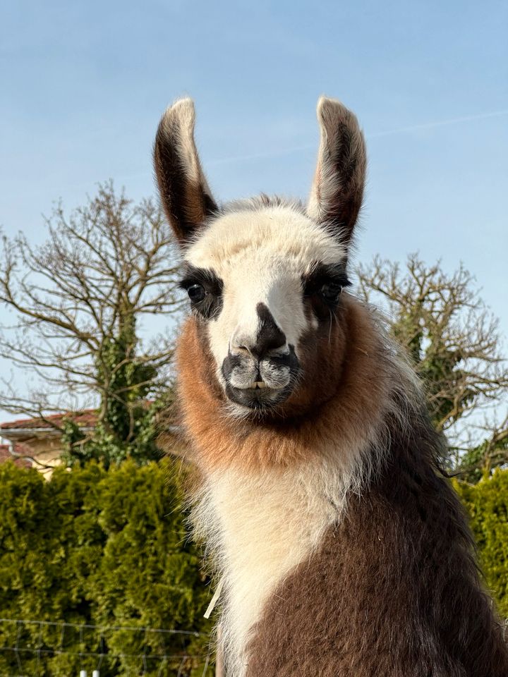 Lama Hengste in Laupheim