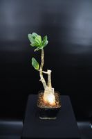 Adenium arabicum (Apocynaeae) - Wüstenrose - Caudex Hessen - Bruchköbel Vorschau