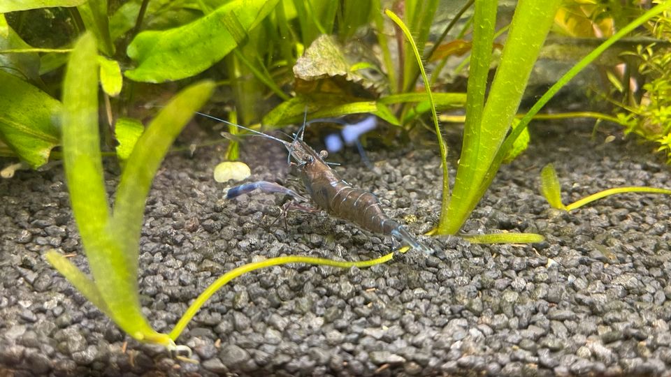 Blaue Ringelhandgarnelen Aquarium Fische Krebse in Düsseldorf