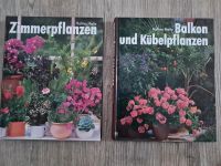 Balkon und Kübelpflanzen. Zimmerpflanzen. Baden-Württemberg - Merzhausen Vorschau