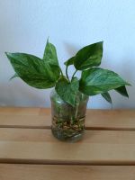 Marble Queen Pothos /Efeutute Ableger Baden-Württemberg - Esslingen Vorschau