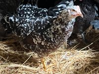 Dalmatiner Junghennen Hühner Bayern - Niederschönenfeld Vorschau