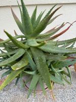 Pflanze Aloe Vera Leipzig - Probstheida Vorschau